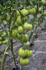 Green tomatoes on the bushes in a polycarbonate greenhouse
