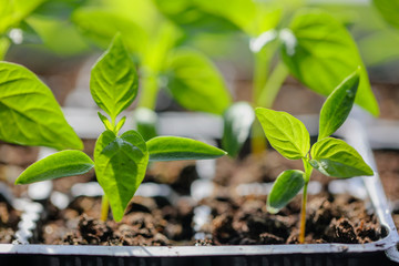 Green leaves of young pepper sprout
