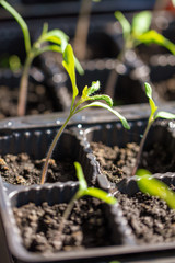 Green leaves of a young tomato in the house