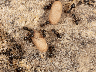Ants and formic eggs in nature