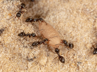 Ants and formic eggs in nature