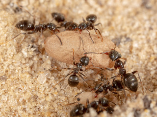 Ants and formic eggs in nature