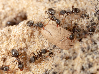 Ants and formic eggs in nature