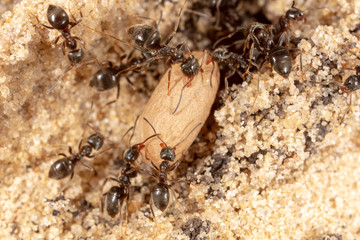 Ants and formic eggs in nature