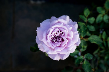 rose purple color name Blue Moon  , top view and rim light tone