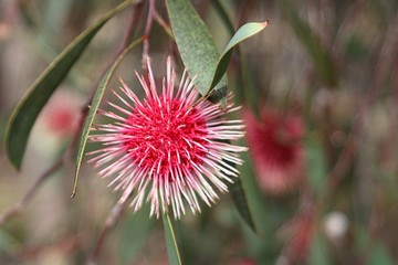 Exotic blossom of the Pincushion Hakea (Hakea laurina) endemic to Australia