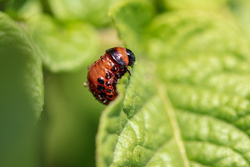 Red colorado beetle on the leaves of potatoes
