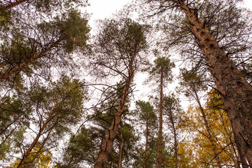 Coniferous trees in the autumn forest as a background