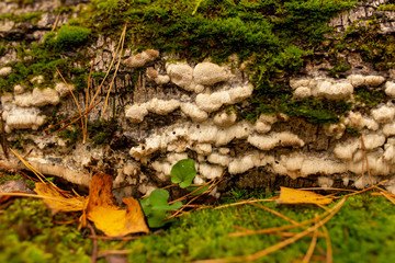 Inedible mushrooms on a tree in autumn