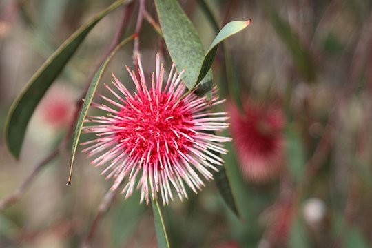 Exotic blossom of the Pincushion Hakea (Hakea laurina) endemic to Australia