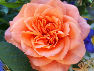 Große Blume