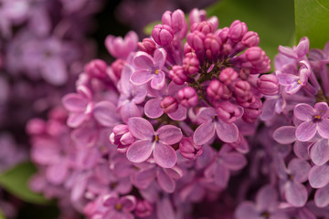 Flowers on a branch of lilac in nature