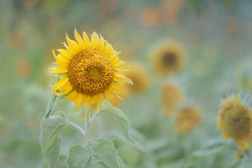 Fototapeta premium 夏の終わりとひまわり