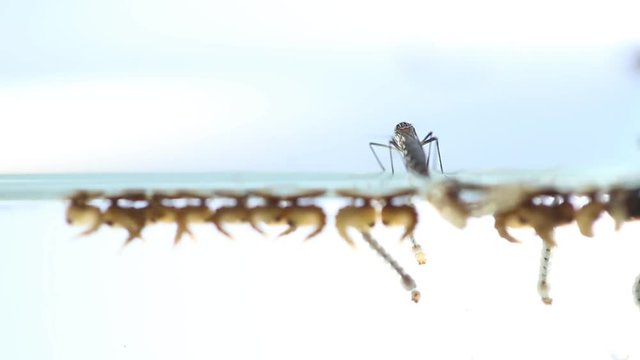 Mosquitos larva, Example in the laboratory - scientific research and development concept.

