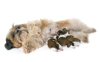 shih tzu dog and puppies