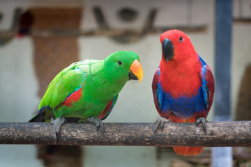 Couple of Green red Parakeet Alexandrine Parakeet parrots perching at wood branch in jungle.