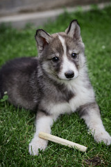 West Siberian Laika puppy
