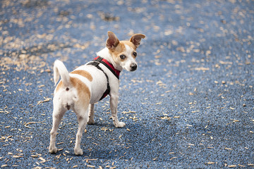Jack Chi