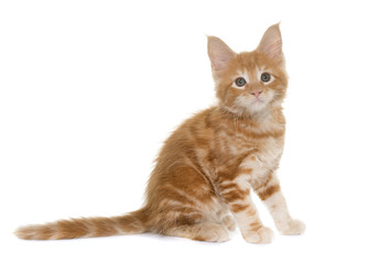 maine coon kitten