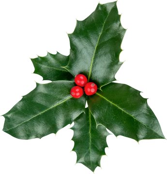 Cute holly leaves and berries, christmas decoration isolated on