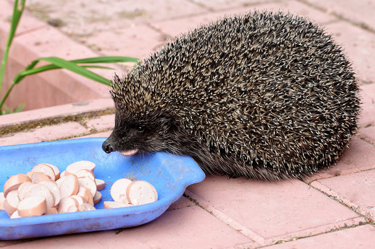 breakfast of european hedgehog