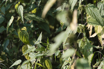 Thin little dragonfly blue on nettle leaf.