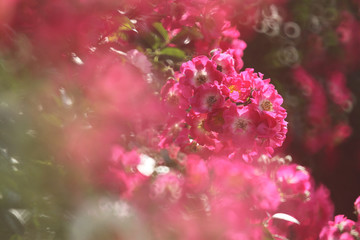 pink rosebush with doughnut light spheres