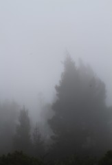 Not A Black And White