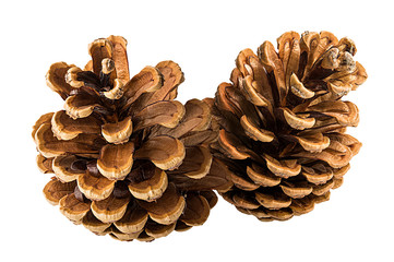 Pine cone on a white background