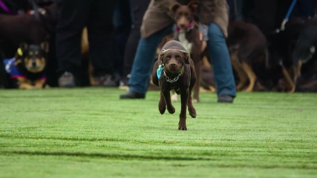 Long shot in slow motion of brown kelpie racing.