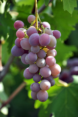 Cluster grapes with berries