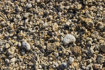 beach side coral stone macro close up