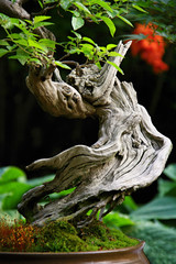 Bonsai with twisted trunk