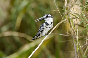 Martin pêcheur pie,.Ceryle rudis, Pied Kingfisher, Sénégal