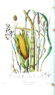 Illustration Of Flower