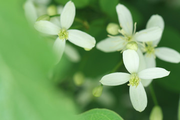 pure wild white flowers