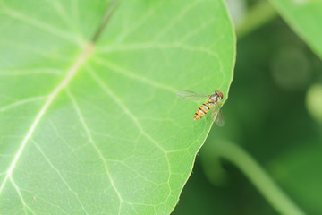 little bee on green leaf
