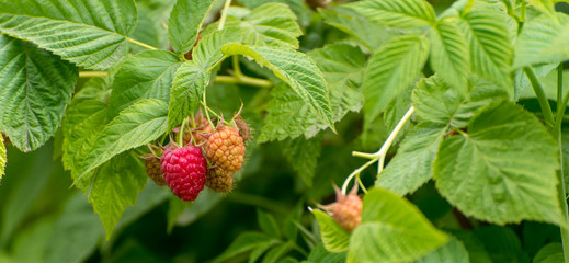 Raspberry Bush