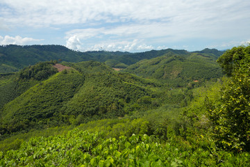 Tropical rain forest hill landscape