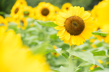 Fototapeta premium ひまわり sunflower