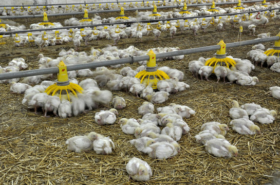 Farm for growing broiler chickens
