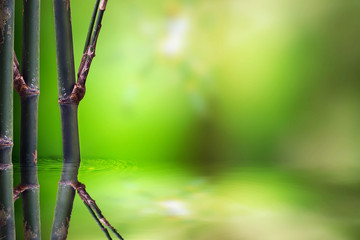 Natural green background
Backdrop
Blurred abstract style