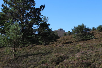 Mountain peak through trees