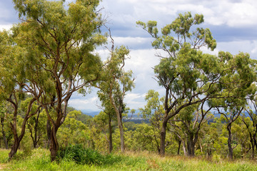 Fototapeta na wymiar Forest view and storm clouds in the Atherton Tableland in Queensland, Australia