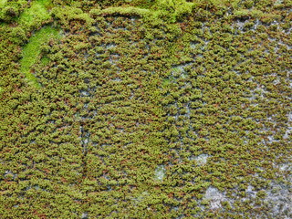Close up background of wet green moss on a concrete surface in the morning