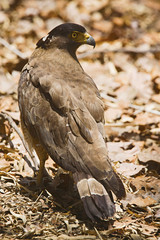 Crested Serpent Eagle, Spilornis cheela, Bandhavgarh Tiger Reserve, Madhya Pradesh