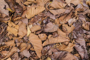 tree leaves background. Close up view of brown dry leaves. Autumn leaves texture and background for design. .