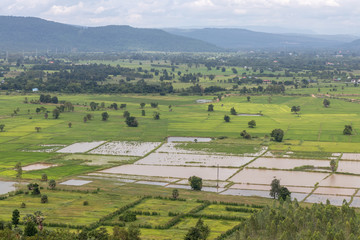 Fototapeta na wymiar Rice field scenery near mountain range and habitat.