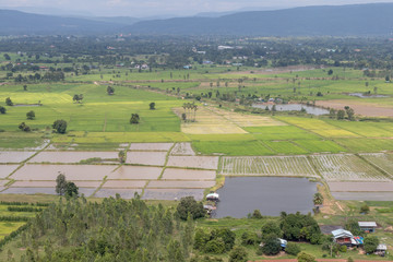 Rice field scenery near mountain range and habitat.