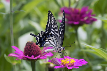 蜜を吸うアゲハ